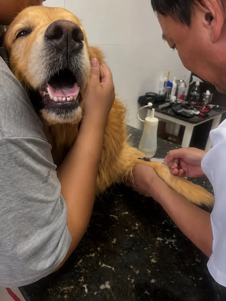 Zider recebendo uma injeção do veterinário