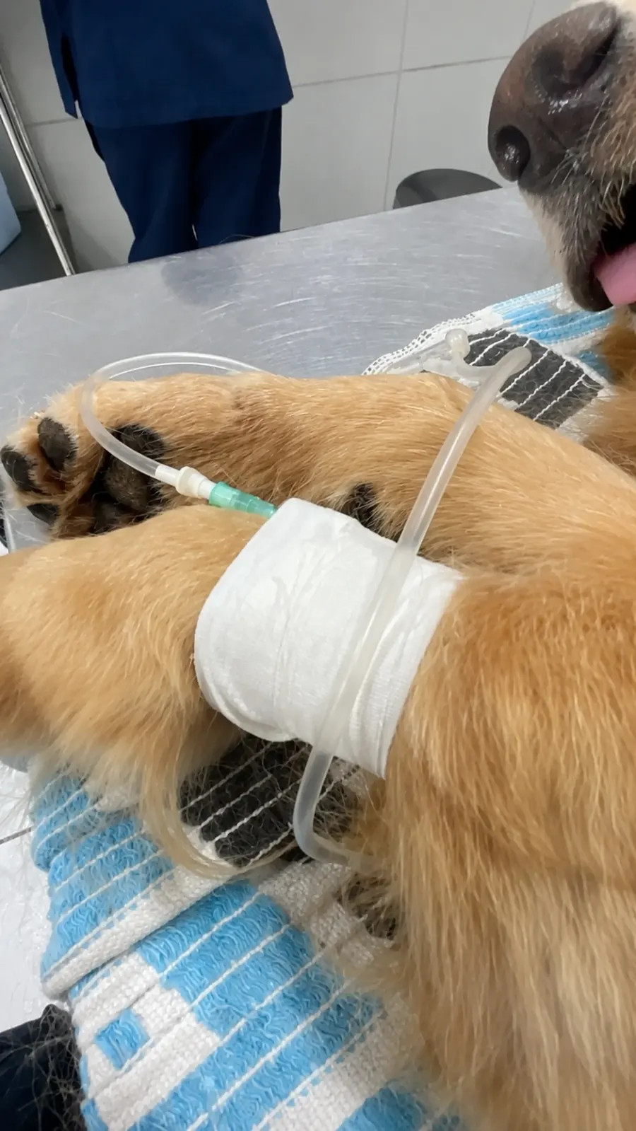 Zider on the exam table with an IV catheter in his front leg